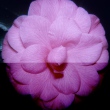 Soloman's Pink